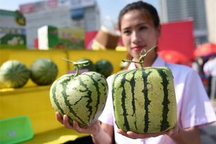 文化融入農(nóng)業(yè),創(chuàng)意農(nóng)業(yè)的藝術(shù)情懷